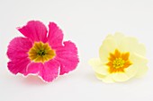 Blüten von Frühlingsprimeln (Primula vulgaris syn. acaulis)