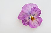 Hornveilchen (Viola cornuta), einzelne Blüte