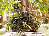 Elderberries in basket on garden table