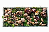 Acorns, nuts and chestnuts on moss in wooden tray