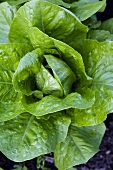 Romaine lettuce in vegetable bed (overhead view)