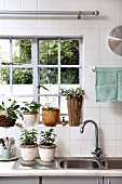 Potted plants in front of a lattice window and on draining rack in the kitchen