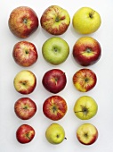 Various varieties of apples in rows (overhead view)