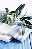 Olive branch on blue and white cloth