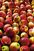 Apples on conveyor belt being washed