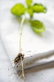 Young basil plant with roots