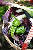Freshly picked vegetables in basket