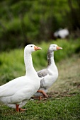Two geese in a pasture