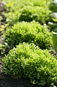 Frillice lettuce (new lettuce variety from Holland)