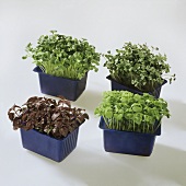Four different types of cress