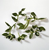Cordifoile (salad plant, N. Africa)