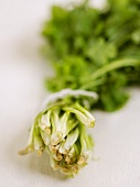 Stalk of coriander