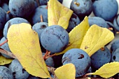 Sloe fruits and leaves