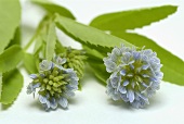 Flowering blue fenugreek (closely related to fenugreek)