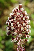 Butterbur flower