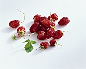 Walderdbeeren