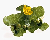 Marsh marigold