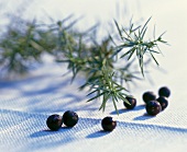 Juniper berries and branches