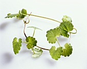 Ground ivy (Glechoma hederacea)