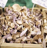 Edible agaric mushrooms 