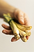 A bunch of lemon grass held in someone's hand