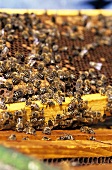 Viele fleissige Bienen in einem Bienenstock