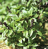 Flowering Vietnamese basil