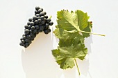Red wine grapes, variety 'Blauer Portugieser'