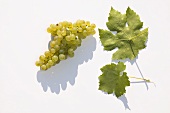 White wine grapes, variety 'Faber'