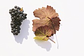 Red wine grapes, variety 'Blauburger'