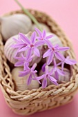 Wild garlic flower lying on garlic bulbs
