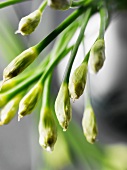 Chinese chives, close-up