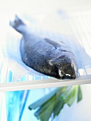 Ein ganzer frischer Fisch auf Papier im Kühlschrank