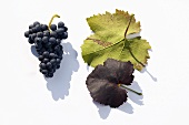 Red wine grape, variety 'Zweigelt'