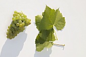 White wine grapes, variety 'Grüner Silvaner'