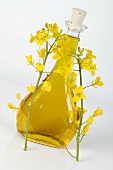 Rape seed oil in a bottle and rape flowers