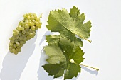 White wine grapes, variety 'Müller-Thurgau'