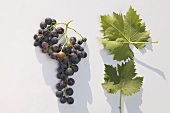 Red wine grapes, variety 'Muskat Trollinger'