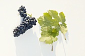 Red wine grapes, variety 'Schwarzriesling'