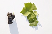 White wine grapes, variety 'Ruländer'