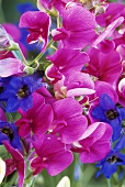 Sweet peas (Lathyrus odoratus), close-up