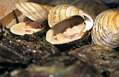 Clams and oysters on a market stall, Brun, France