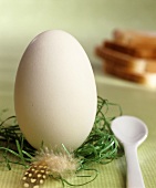 A turkey egg