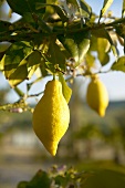 Lemons on the tree