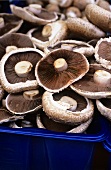 Portabellas (mature button mushrooms)