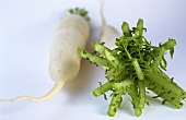 Daikon-Rettich