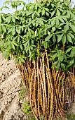 Maniok-Pflanzen