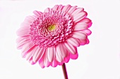 A pink Gerbera