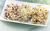 Three different kinds of sprouting seeds in a bowl
