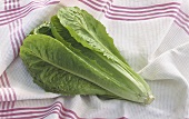 Romaine lettuce on striped tea towel
